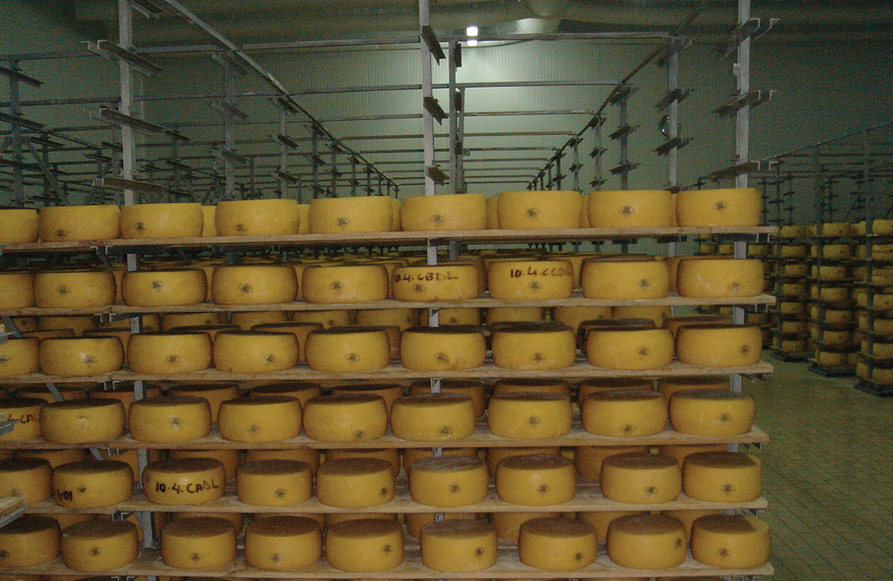 sectores lacticínios